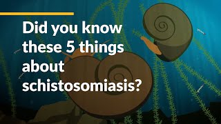 Did you know these 5 things about schistosomiasis [upl. by Cantu859]