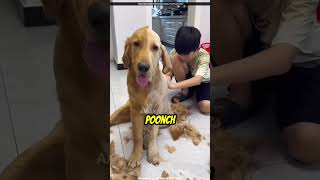 This Boy Trimmed Half of His Dogs Hair [upl. by Henrieta]