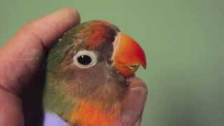 Lovebird Beak Trim by Dr G [upl. by Olnay]