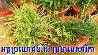 ប្រទាលសារិកាឈ្មោល និង ប្រទាលសារិកា [upl. by Solotsopa]