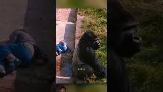 A kid fell into Gorilla 🦍 enclosures gorilla tamil animals amazingfacts bear new lemur [upl. by Giess]