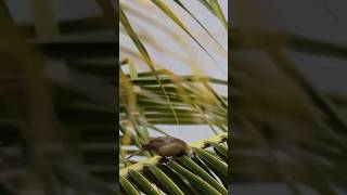 Sanhaço de Coqueiro Palm Tanager Thraupis palmarum birds freebirds nature [upl. by Yral349]