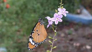 The Butterfly selyan1980 [upl. by Celio]