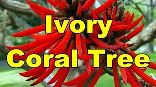 Ivory Coral Tree  Erythrina Speciosa HD Video 01 [upl. by Nodyroc598]