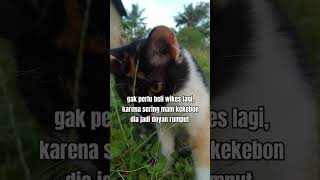 kucing HERBIVORA kucinglucu [upl. by Kalmick]