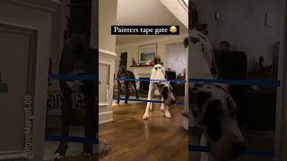 dog gate or just painters tape ❗❓ [upl. by Joashus]