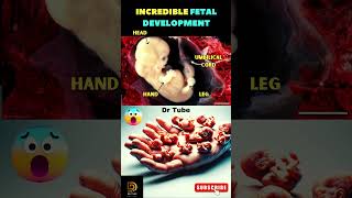 Incredible fetal development 😇 Fetus  Baby in the womb ✅ shortsfeed pregnancy baby fertility [upl. by Ahsiryt]