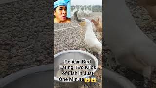 Amazing Pelican Bird Eating 2 Kilos of Fish in just a minute😱 pelicanbird fypシ゚ birds [upl. by Weinert404]