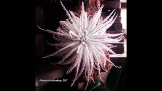 TILLANDSIA TECTORUM quotSNOWquot [upl. by Quinta116]