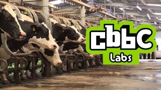 CBBC LABS The Muckers Milking Cows  What do you think [upl. by Elburt]