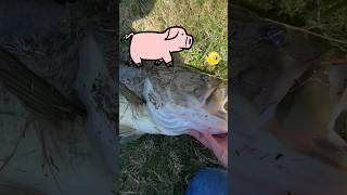 Big Fish Little Fish 2 in 1 bassfishing giantbass fishing [upl. by Idnahk]