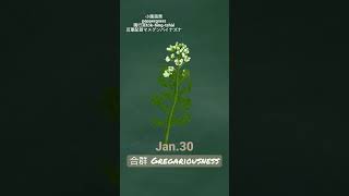 【366花語Jan30】合群  gregariousness [upl. by Horan802]