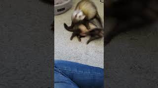 ferrets they love to play 🤣 they are just dookingplaying [upl. by Nalyt]