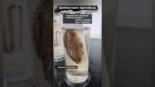 Identification of Annelida  Characteristic of Phylum Annelida Aphrodita spSea mouse practical [upl. by Anitnegra]