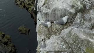 The Farne Islands [upl. by Itsym]