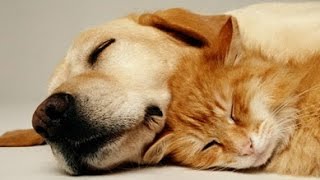 MUSIQUE TRÈS CALMANTE Pour Chiens et Chats ♥♥♥ Sommeil Paisible Soulage le Stress et lAnxiété 🎧 3H [upl. by Inatirb]