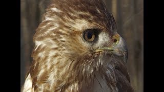 Using Hawks to Hunt Rabbit and Squirrel [upl. by Bywaters]