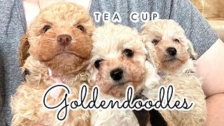 Adorable TCup Pocket Goldendoodles  Parker amp Kevin  teacupgoldendoodles microgoldendoodles [upl. by Ykvir]