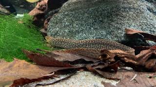 Gymnothorax polyuranodon  Freshwater moray  Süßwassermuräne [upl. by Harriot]