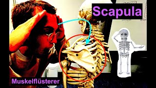 Knöcherne Strukturen der Scapula  Muskelflüsterer [upl. by Nyrol]