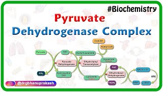 Pyruvate dehydrogenase complex  Animation   Mechanism  Regulation and inhibitors  USMLE Step 1 [upl. by Thormora]