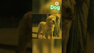 Happy Dog  cleaver dog  hindi film  Bollywood movie  shorts movie love dog doglover [upl. by Pradeep597]