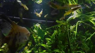 182 Golden Wonder Killifish Hunting Aplocheilus lineatus [upl. by Edme]