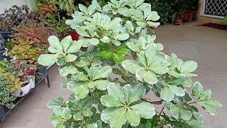 Pittosporum Best Perennial plant for SummersCare amp Repotting with 8 months update [upl. by Millur]