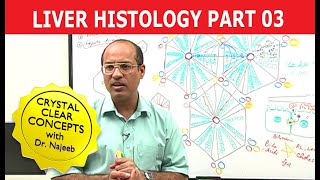 Hepatocytes  Liver Histology  Part 37 [upl. by Ollecram246]