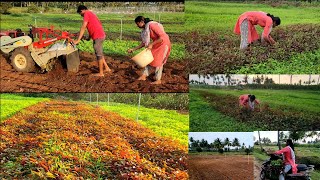 விதவிதமான கீரை கீரை கட்டு பத்து ரூபாய்தான்🤩New keerai farmingகீரை நடவு முதல் அறுவடை வரைHarvesting [upl. by Asirralc]