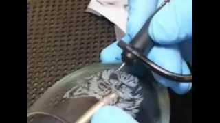 Etching A Dog On A Wine Glass With A Turbo Carver [upl. by Suciram415]