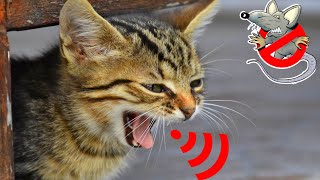 Cat sounds to scare mice  Sound of cats to scare the rats  cats to scare the rats  Anti Rat [upl. by Fulbright]