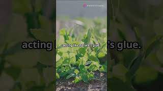 How to Prevent Soil Erosion in Your Garden Simple Tips [upl. by Htebazileharas700]