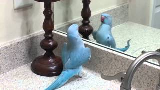 My Parrot mithu Indian Ringneck dancing and more [upl. by Navonod343]