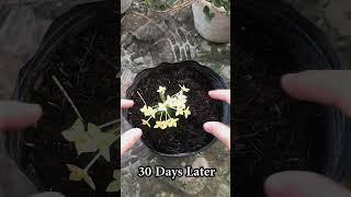 How to grow Ixora Coccinea for those who need it [upl. by Asela393]