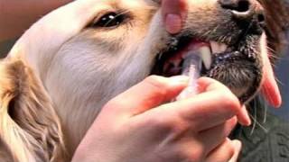 How To Learn Giving Dog Medications [upl. by Sinnaoi]