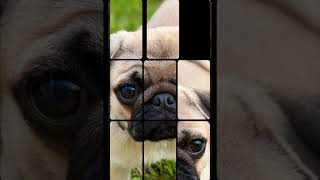 Pug Puppy Puzzle 🧩🐶pug puppy dog [upl. by Aldric]