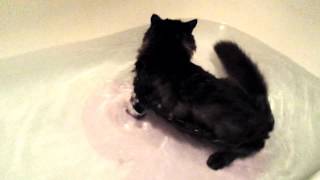 Norwegian Forrest Cat Kitten Naturally Knows How to Swim [upl. by Ardnohsed]