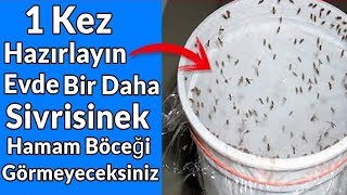 Bunu evinize koyarsanız 1 saat sonra ASLA Sivrisinek veya Hamamböceği görmezsiniz [upl. by Linders]