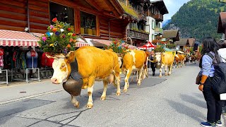 Lauterbrunnen Valley Switzerlands most beautiful valley 🇨🇭 4K Walk [upl. by Gayl]