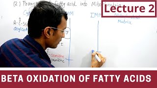 Beta Oxidation of Fatty acids lecture 2 [upl. by Mannuela]