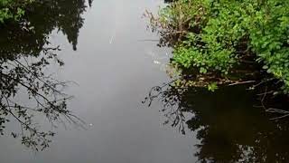 Trouting Newfoundland Streams with Wee Fly Aug21 2024 and Black Bear in dump [upl. by Kere754]