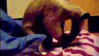 Pet Anteater Using a Kong Toy [upl. by Bernette]