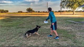 Ultimate Frisbee Dog  Brodie Smith [upl. by Anh704]