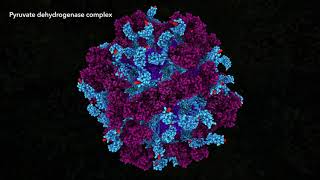 Pyruvate Dehydrogenase Complex 2021 Drew Berry wehitv [upl. by Naneik66]