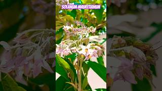 Solanum mauritianum🌸🌼🌿☘️🌎🇬🇹agricultura flowers nature jardindeflores garden [upl. by Ras]