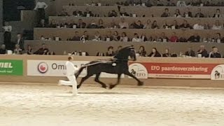 Beart 411 Hengstenkeuring 2017 Faderpaard Friesian horse [upl. by Ilojne943]