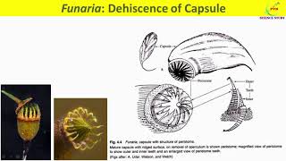 Funaria SporophyteExternal and Internal Morphology of Sporophyte of FunariaLife Cycle [upl. by Marietta2]