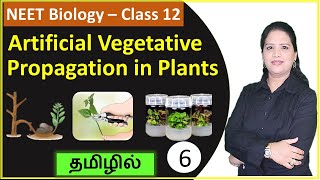 Artificial Vegetative Propagation in Plants [upl. by Maxi]