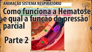 Sistema Respiratório  O caminho do ar  Hematose e Pressão Parcial  Parte 2 [upl. by Eon]